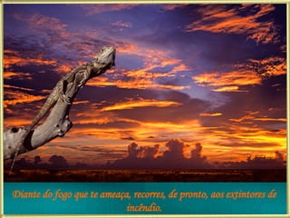 Diante do fogo que te ameaça, recorres, de pronto, aos extintores de incêndio. 