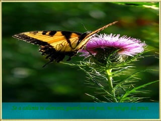 Se a calúnia te alanceia, guarda-te em paz, no refúgio da prece. 