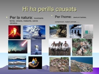 Hi ha perills causatsHi ha perills causats
• Per la natura: moviments
terres, volcans, meteorits, canvis
climàtics….
• Per l’home: destruint habitats,
contaminant, matant animals…
 