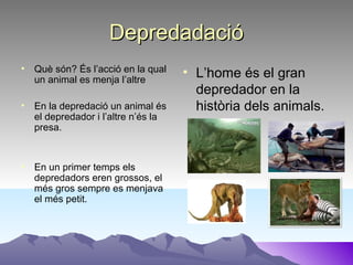 DepredadacióDepredadació
• Què són? És l’acció en la qual
un animal es menja l’altre
• En la depredació un animal és
el depredador i l’altre n’és la
presa.
• En un primer temps els
depredadors eren grossos, el
més gros sempre es menjava
el més petit.
• L’home és el gran
depredador en la
història dels animals.
 