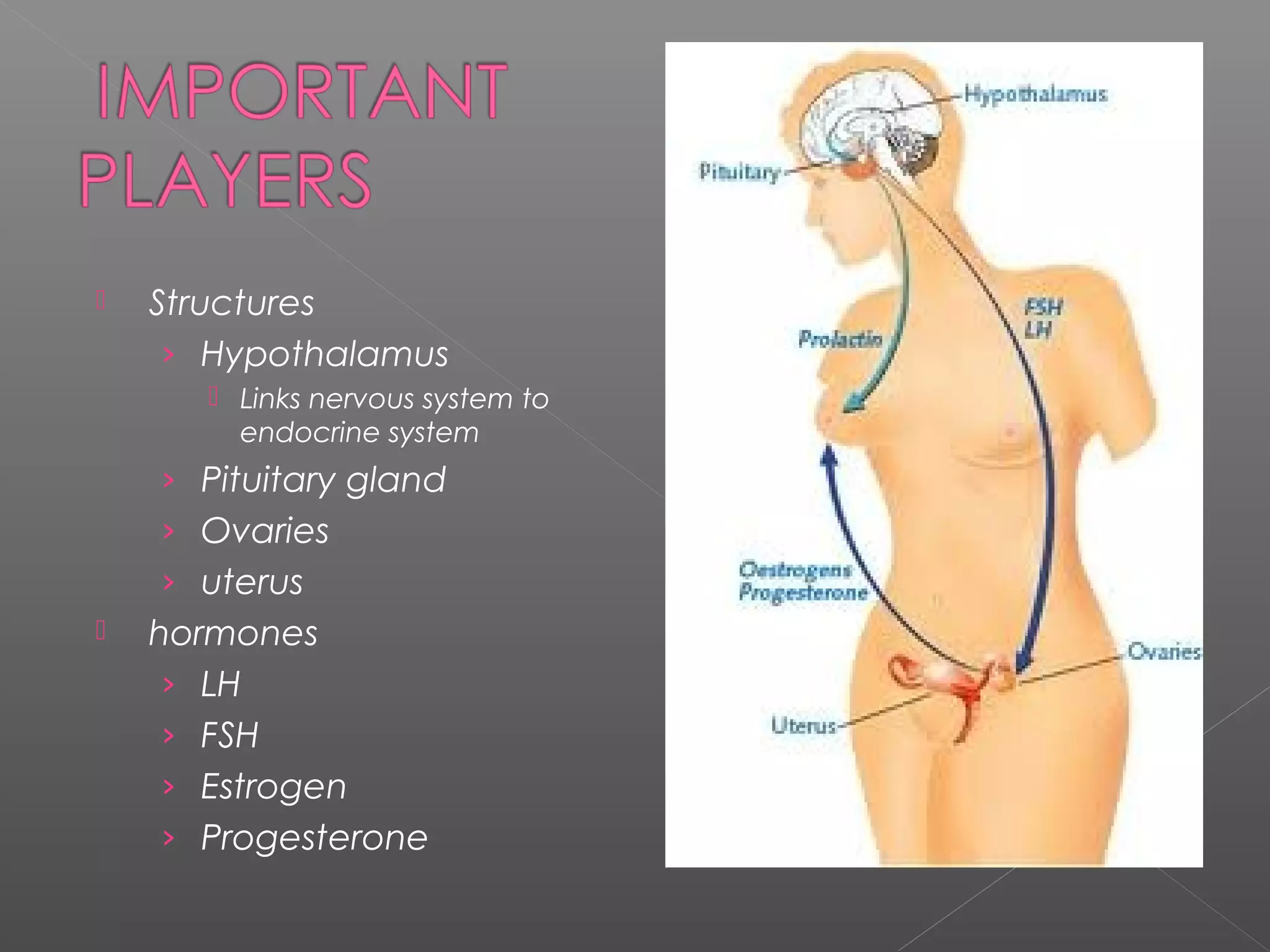  Structures
› Hypothalamus
 Links nervous system to
endocrine system
› Pituitary gland
› Ovaries
› uterus
 hormones
› LH
› FSH
› Estrogen
› Progesterone
 