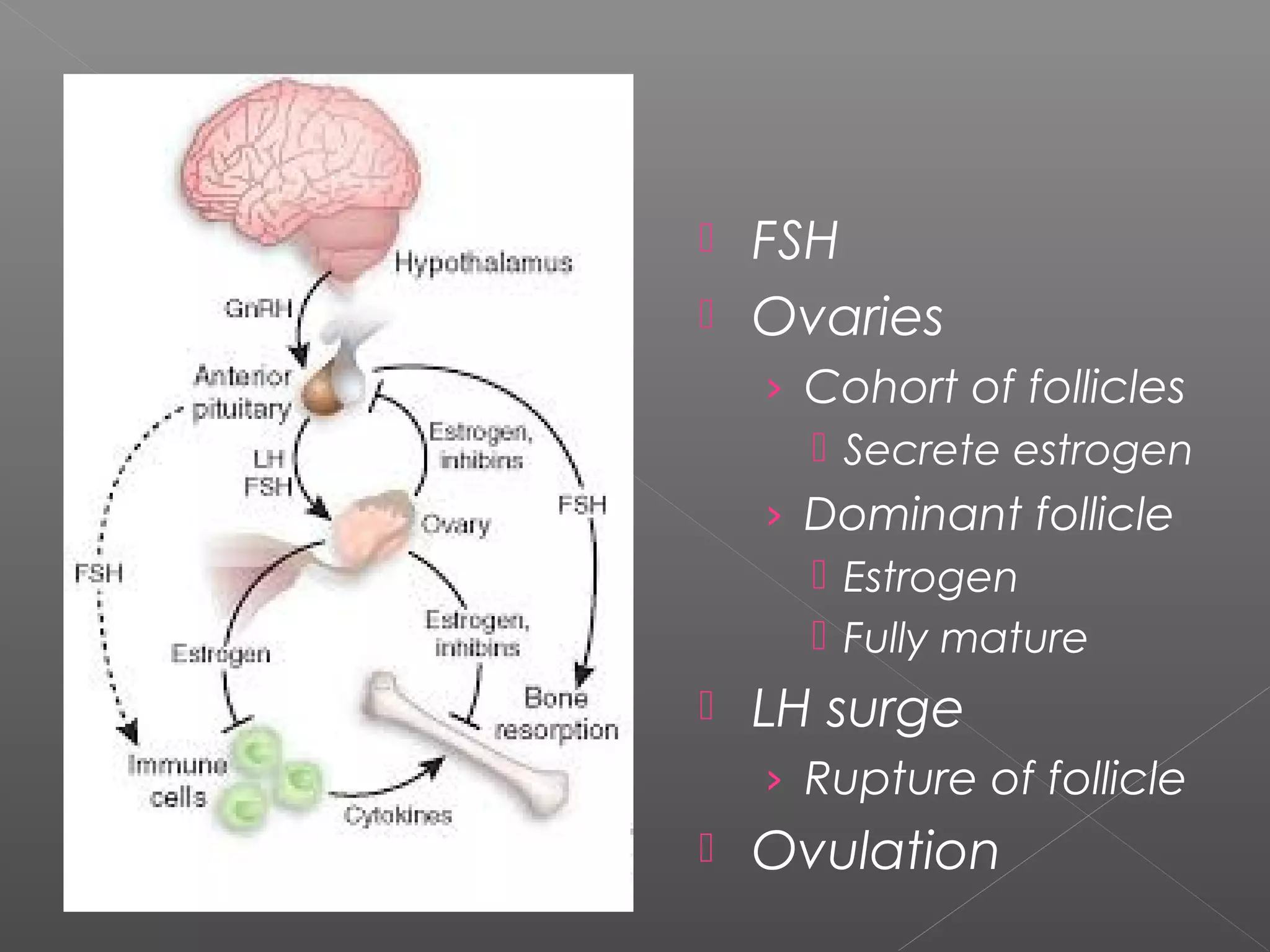  FSH
 Ovaries
› Cohort of follicles
 Secrete estrogen
› Dominant follicle
 Estrogen
 Fully mature
 LH surge
› Rupture of follicle
 Ovulation
 