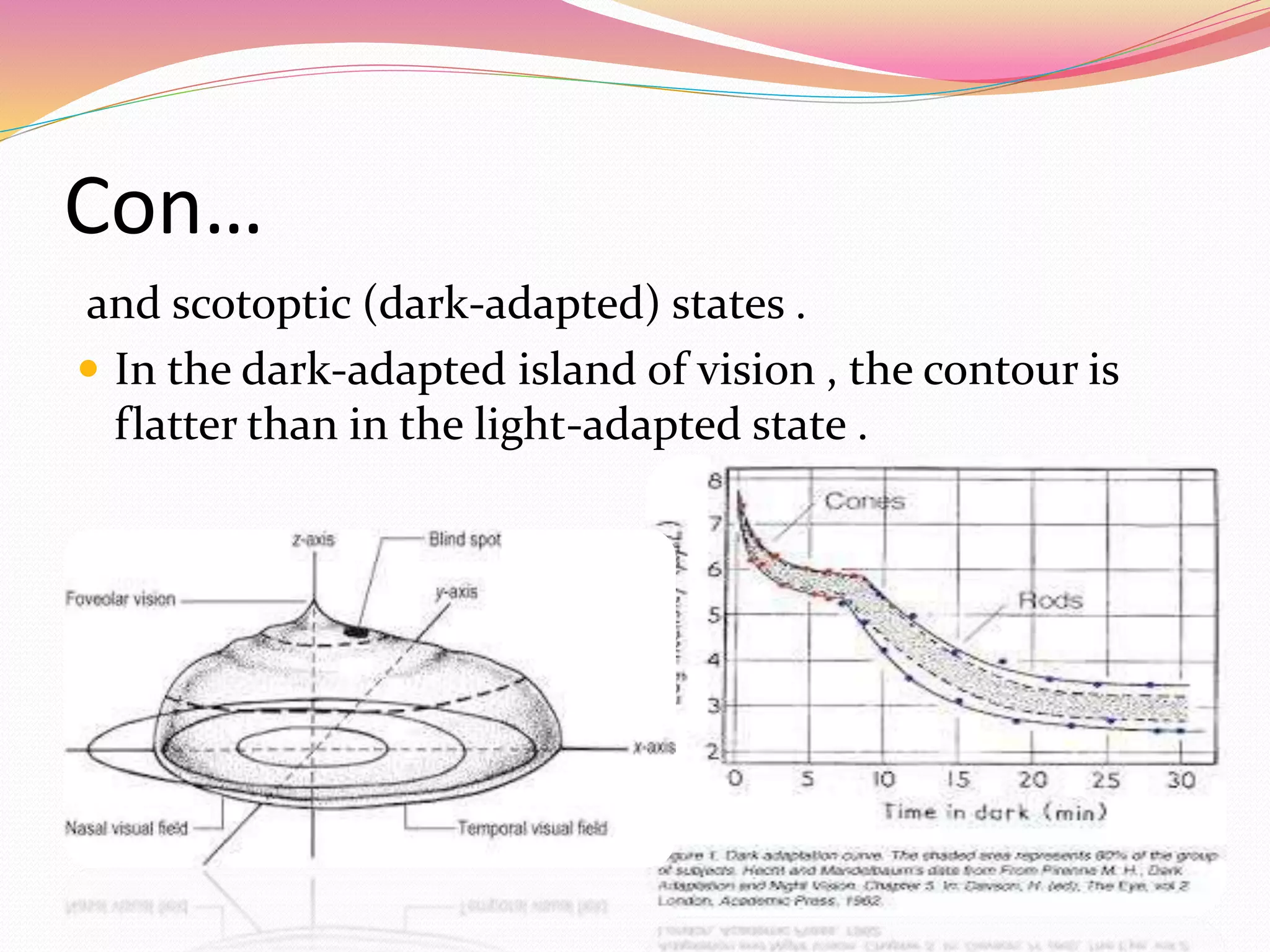 Con…
and scotoptic (dark-adapted) states .
 In the dark-adapted island of vision , the contour is
flatter than in the light-adapted state .
 