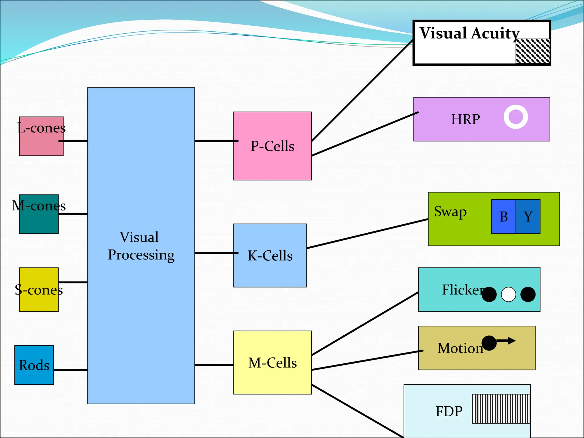 L-cones
M-cones
S-cones
Rods
Visual
Processing
P-Cells
K-Cells
M-Cells
Visual Acuity
HRP
Flicker
Motion
FDP
B Y
Swap
 