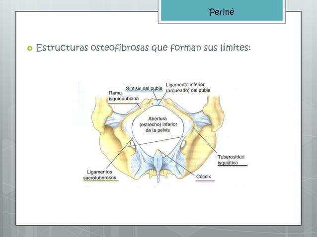 Periné | PPT