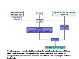 Fetal response to asphyxia illustrating the initial redistribution of blood
flow to vital organs. With prolonged asphyxial insult and failure of
compensatory mechanisms, cerebral blood flow falls, leading to ischemic
brain injury.
 