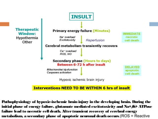 Pathophysiology of hypoxic-ischemic brain injury in the developing brain. During the
initial phase of energy failure, glutamate mediated excitotoxicity and Na+/K+ ATPase
failure lead to necrotic cell death. Aftertransient recovery of cerebral energy
metabolism, a secondary phase of apoptotic neuronal death occurs.(ROS = Reactive
 