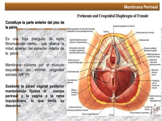 Membrana Perineal
Constituye la parte anterior del piso de
la pelvis
Es una hoja triangular de tejido
fibromuscular denso que abarca la
mitad anterior del estrecho inferior de
la pelvis
Membrana cubierta por el musculo
esquelético del esfínter urogenital
estriado (MPTP)
Sostiene la pared vaginal posterior
manteniendo fijados el cuerpo
perineal y la vagina a la rama
isquipubiana, lo que limita su
descenso
Rock Jhon A, Te Linde Ginecología Quirúrgica, 9 Ed. Panamericana 2006. pág 82
 
