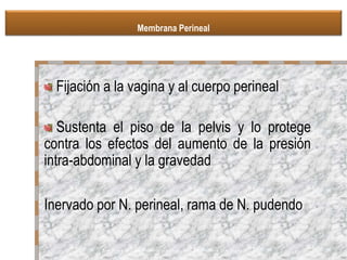 Fijación a la vagina y al cuerpo perineal
Sustenta el piso de la pelvis y lo protege
contra los efectos del aumento de la presión
intra-abdominal y la gravedad
Inervado por N. perineal, rama de N. pudendo
Rock Jhon A, Te Linde Ginecología Quirúrgic , 9 Ed. Panamericana 2006. pág 82
Membrana Perineal
 