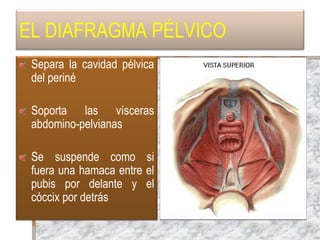 EL DIAFRAGMA PÉLVICO
Separa la cavidad pélvica
del periné
Soporta las vísceras
abdomino-pelvianas
Se suspende como si
fuera una hamaca entre el
pubis por delante y el
cóccix por detrás
Rock Jhon A, Te Linde Ginecología Quirúrgic , 9 Ed. Panamericana 2006. pág 82
 
