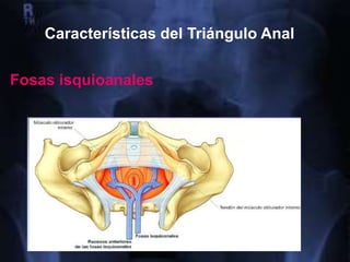 Características del Triángulo Anal
Fosas isquioanales
 