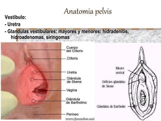 Anatomia pelvis
Vestíbulo:
- Uretra
- Glandulas vestibulares: mayores y menores: hidradenitis,
hidroadenomas, siringomas
 