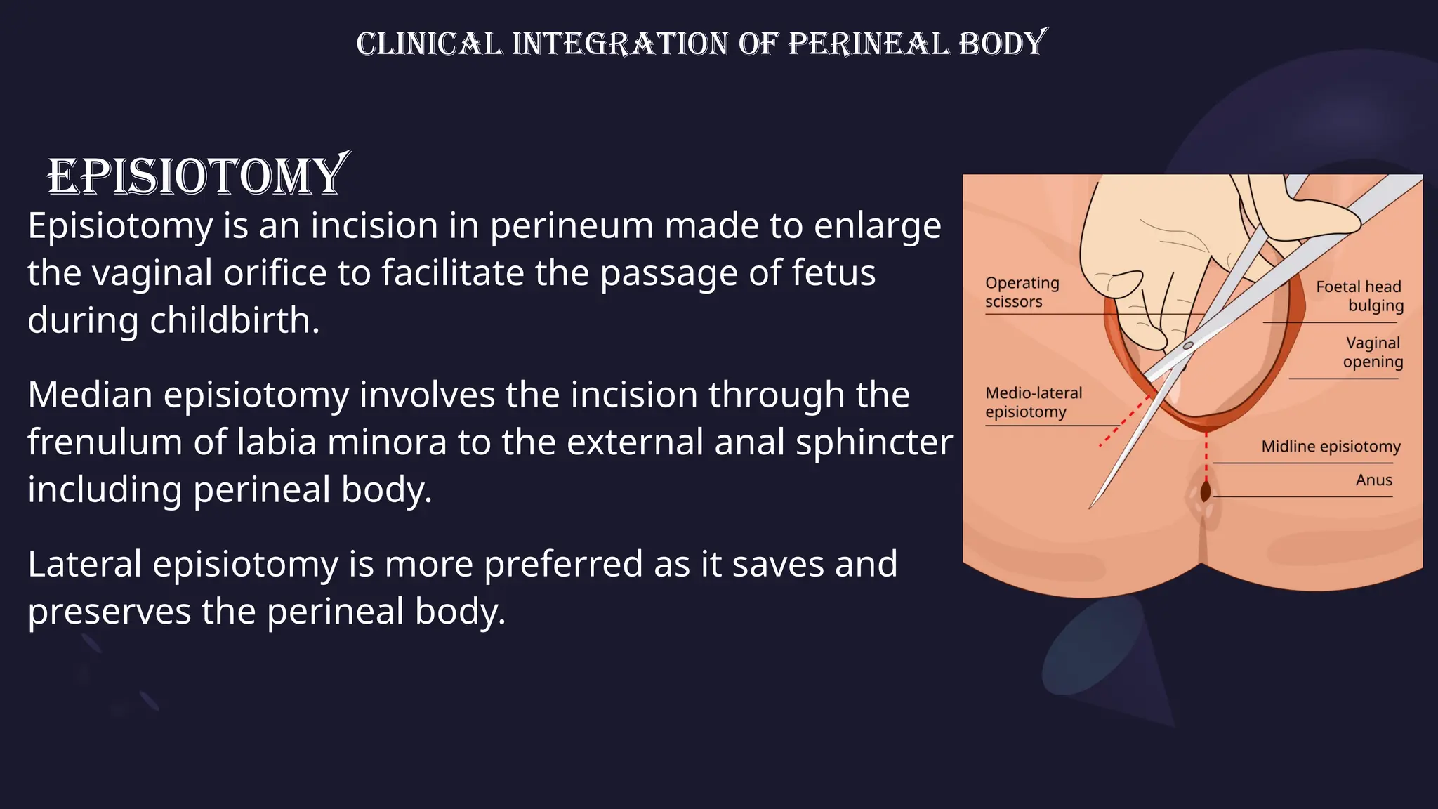 PERINEAL BODY PPT ANATOMY MBBS 1ST YEAR | PPTX