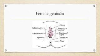 Female genitalia
 