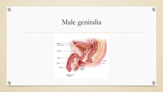 Male genitalia
 