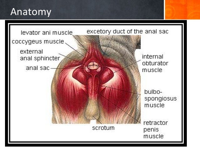 perineal hernia pug anal gland