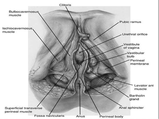 Fissure a what is vaginal Posterior Fourchette