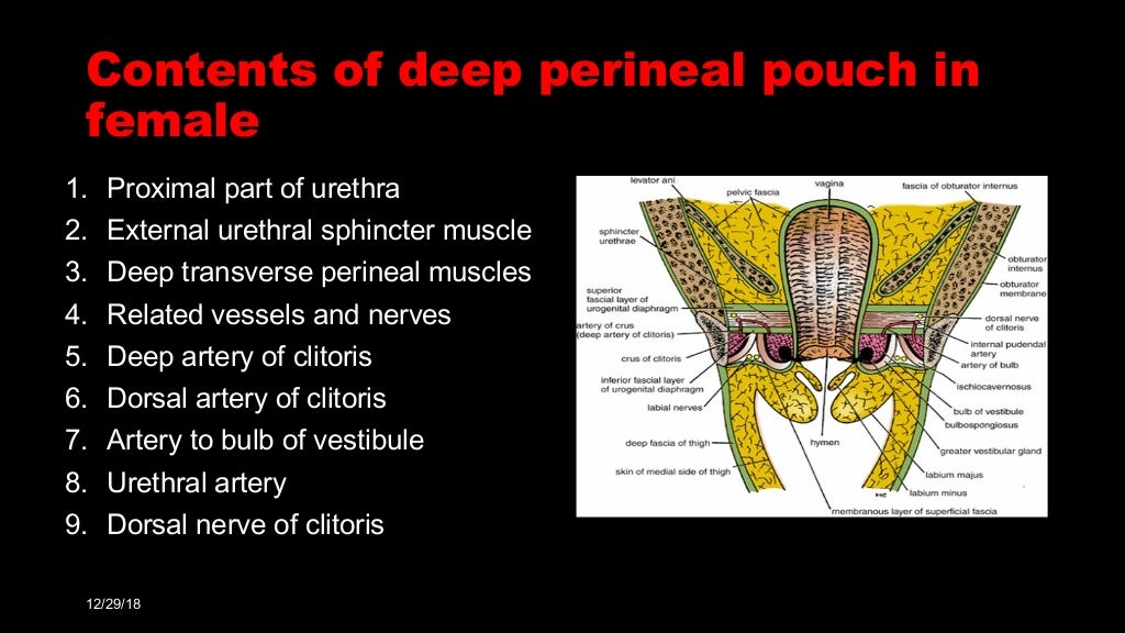 Perineal pouches & urogenital diaphragm