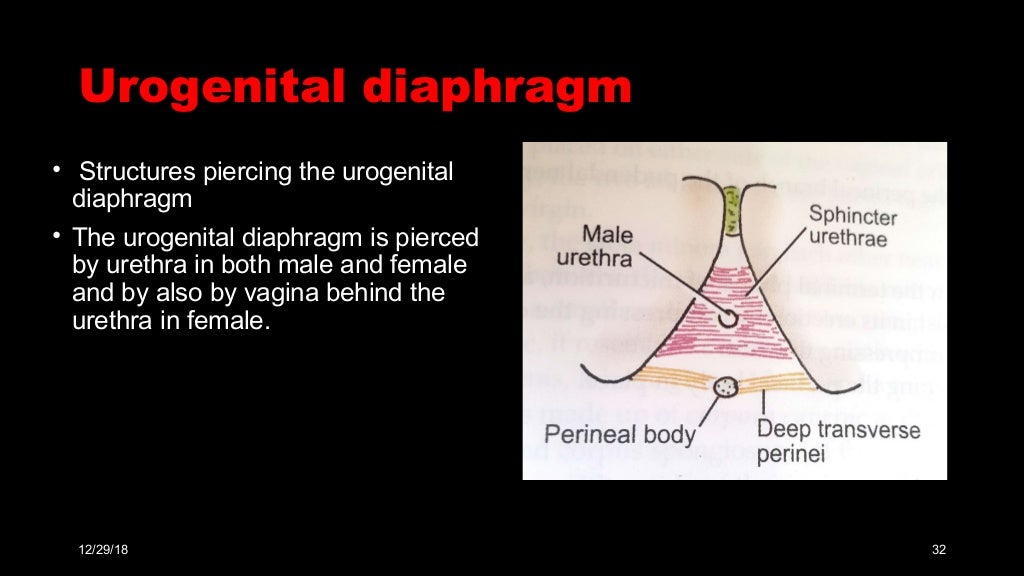 Perineal pouches & urogenital diaphragm