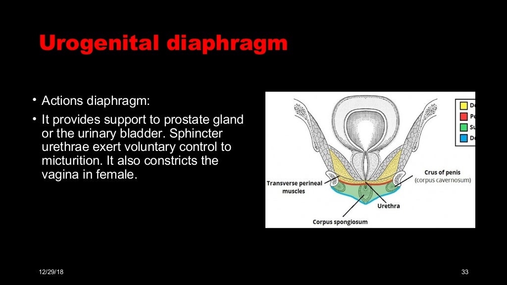Perineal pouches & urogenital diaphragm