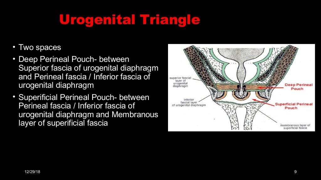 Perineal pouches & urogenital diaphragm