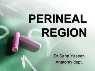 PERINEAL
REGION
Dr Sana Yaseen
Anatomy dept.
 