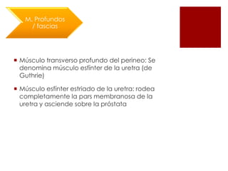  Músculo transverso profundo del perineo: Se
denomina músculo esfínter de la uretra (de
Guthrie)
 Músculo esfínter estriado de la uretra: rodea
completamente la pars membranosa de la
uretra y asciende sobre la próstata
M. Profundos
/ fascias
 