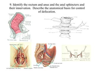 9. Identify the rectum and anus and the anal sphincters and their innervation.  Describe the anatomical basis for control of defecation. Dorsal n. of penis Inf. Rectal artery, vein, nerve Perineal artery, vein, nerve Int. Pudendal artery Pudendal nerve Coccygeus Levator ani (cut) Int. Iliac artery Middle rectal artery 