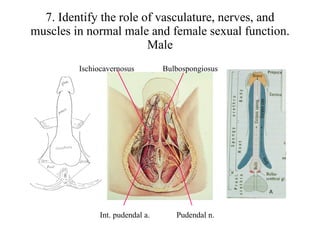 7. Identify the role of vasculature, nerves, and muscles in normal male and female sexual function. Male L-39 L-36 L-37 Ischiocavernosus Bulbospongiosus Pudendal n. Int. pudendal a. 