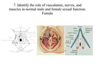 7. Identify the role of vasculature, nerves, and muscles in normal male and female sexual function. Female 
