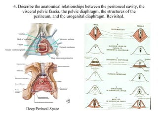4. Describe the anatomical relationships between the peritoneal cavity, the visceral pelvic fascia, the pelvic diaphragm, the structures of the perineum, and the urogenital diaphragm. Revisited. Deep Perineal Space Urethra Vagina Sphincter urethrae Perineal membrane Deep transverse perineal m. Bulb of vestibule Greater vestibular gland 