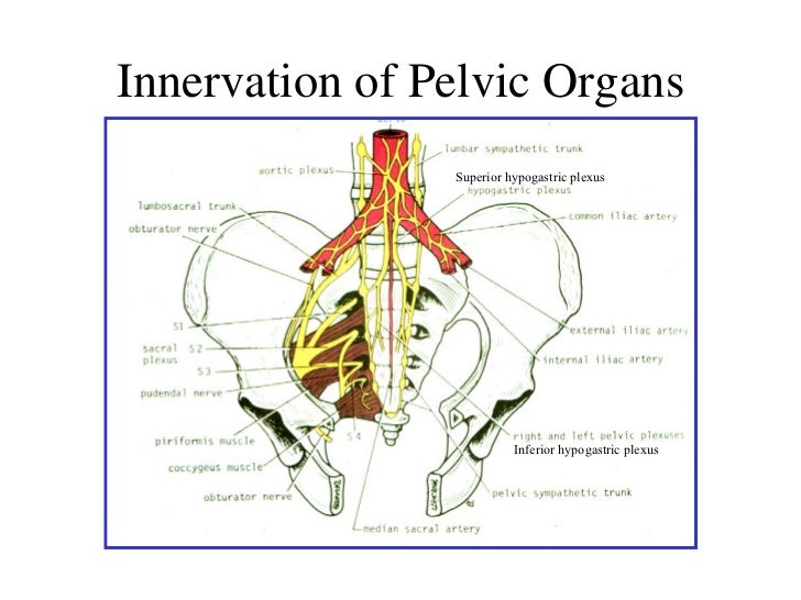 perine anatomisi (fazlası için www.tipfakultesi.org)