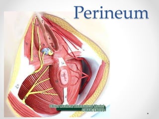 Perineum
 