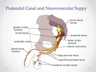 Pudendal Canal and Neurovascular Suppy