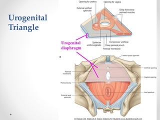 Urogenital
Triangle