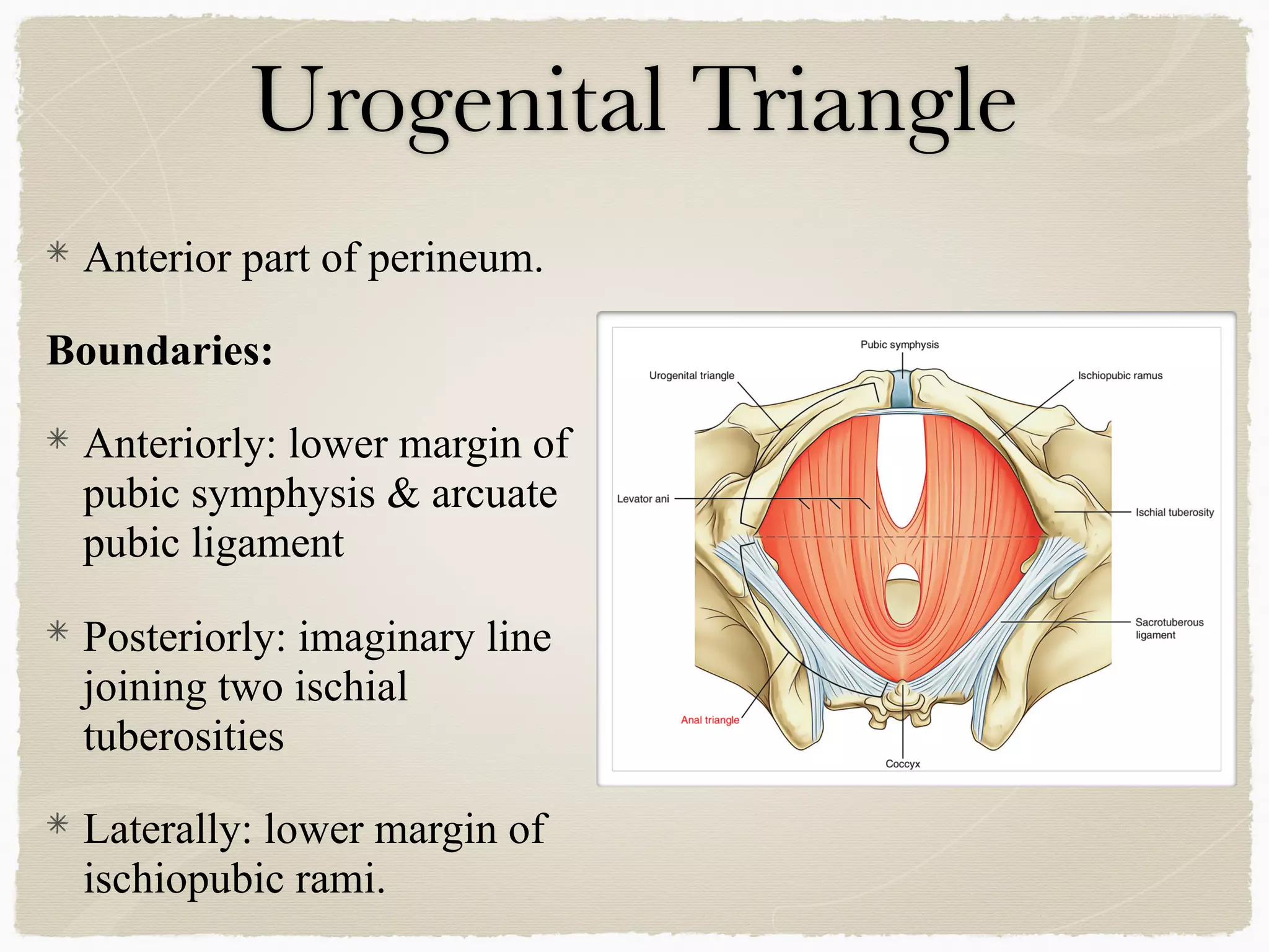 Perineum | PDF