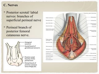 Perineal Innervation Perineum | PDF