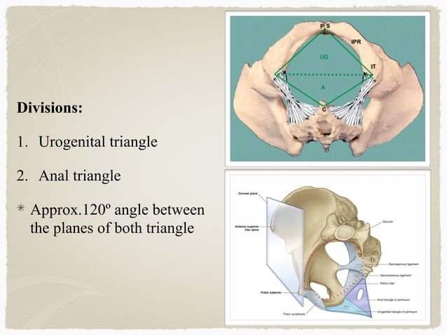 Percinum Ruler Perineum | PDF