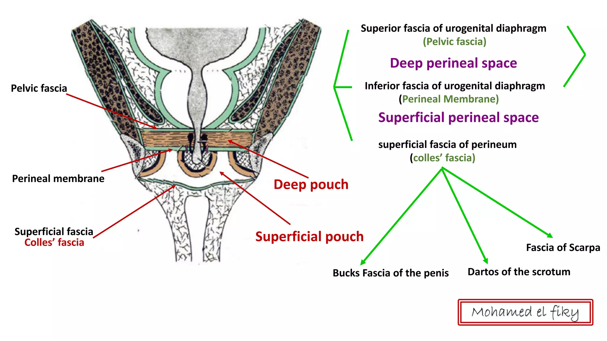 Perineal Tear Reopened:  When To Seek Immediate Medical Help - o7px9cy