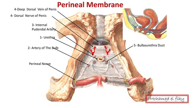 anatomy of Perineum urogenital triangle | PDF