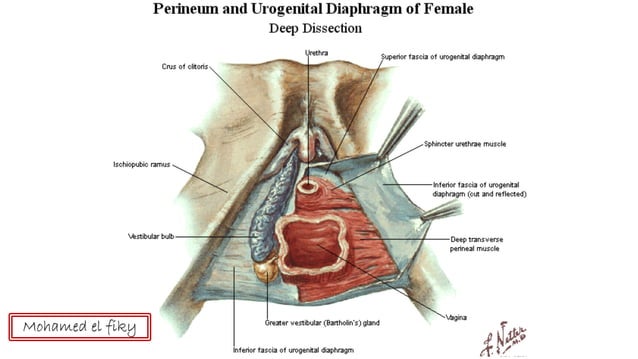Pareunia anatomy of Perineum urogenital triangle | PDF