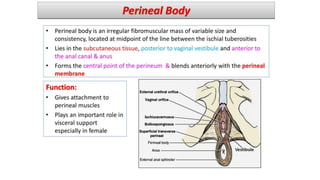 anatomy of Perineum urogenital triangle | PDF
