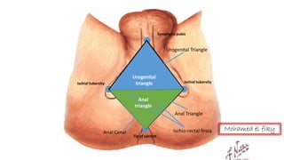 anatomy of Perineum urogenital triangle