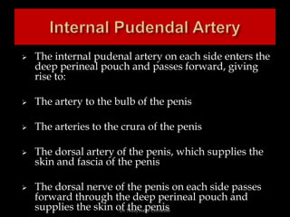 Perineum and Perineal Pouches .pptx
