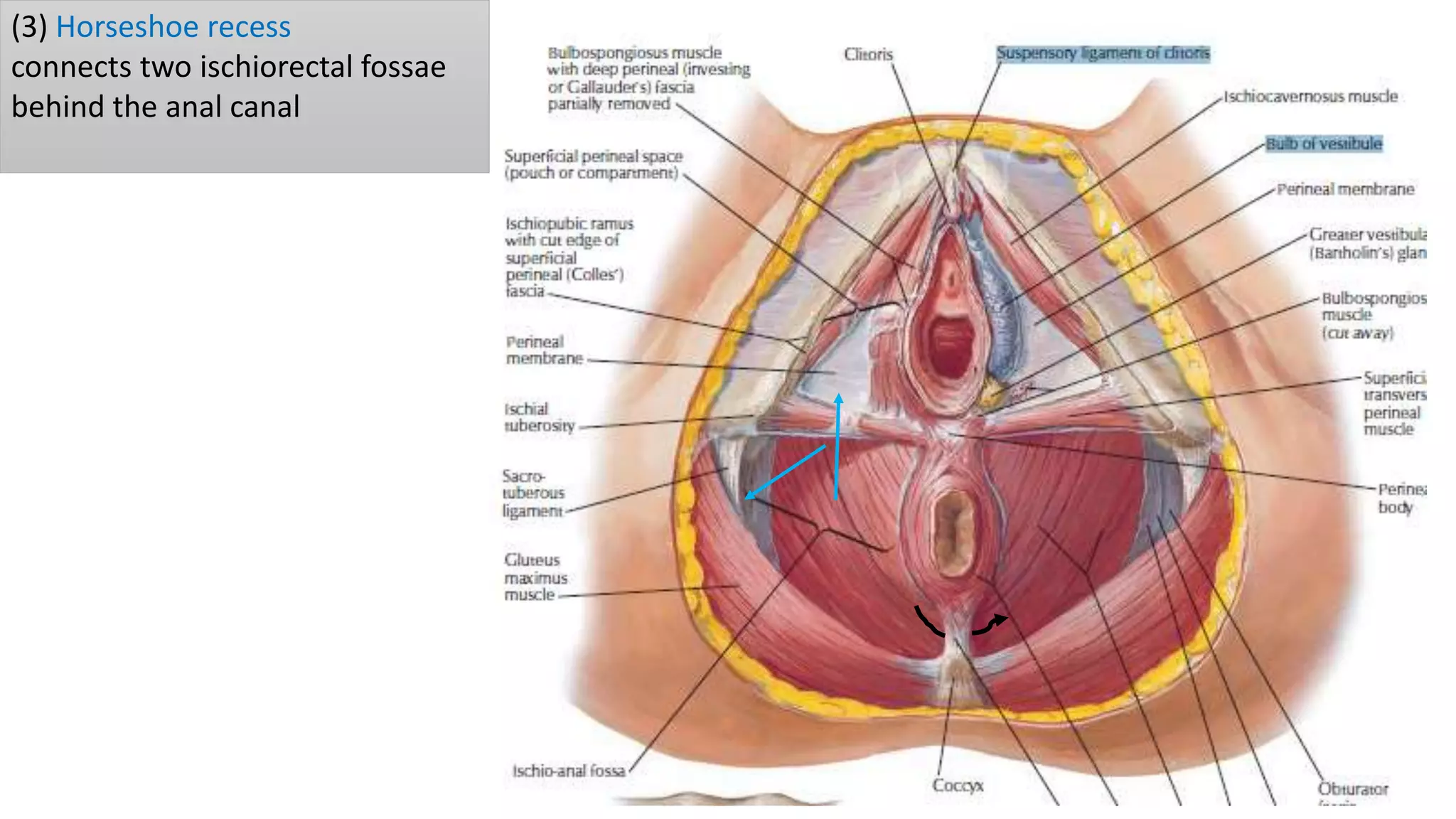 Osiyolik ayolning porno videosi