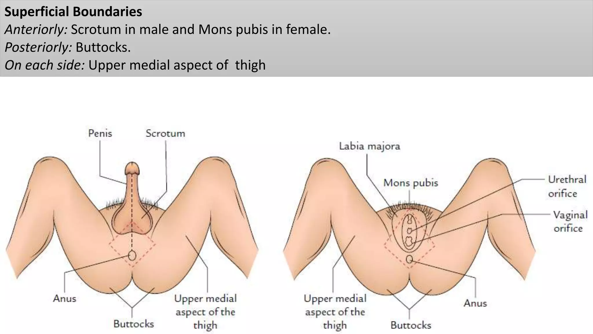 Transvestitlar eng katta jinsiy olatni egallaydi