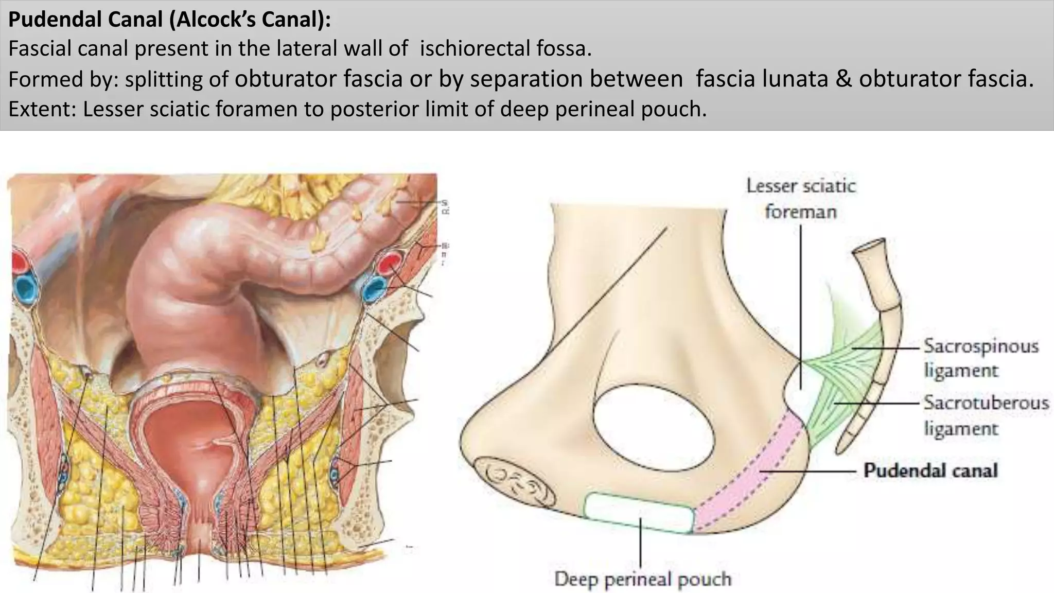 Perineum & external genitalia | PPTX