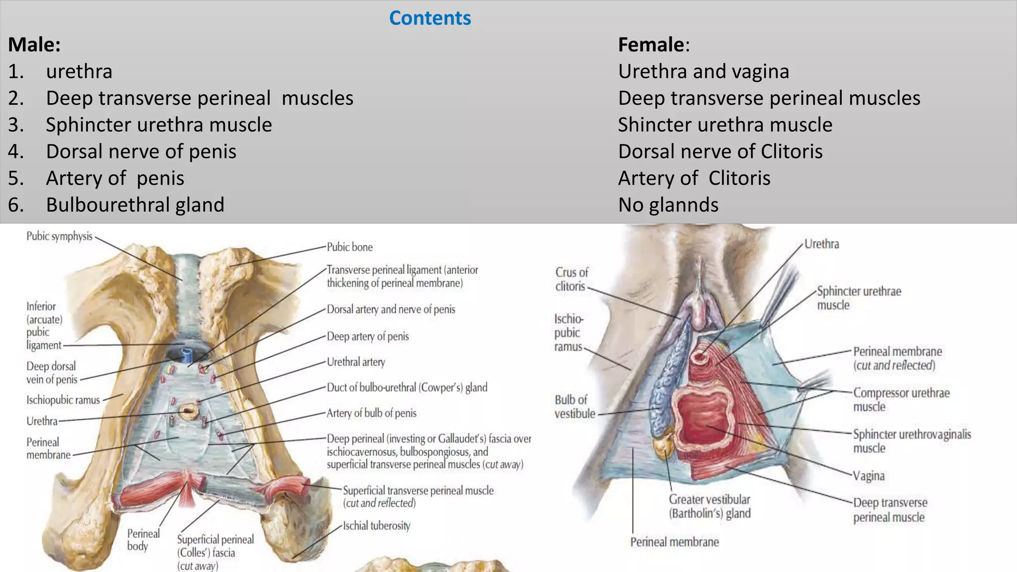 Pareunia Perineum & external genitalia | PPTX