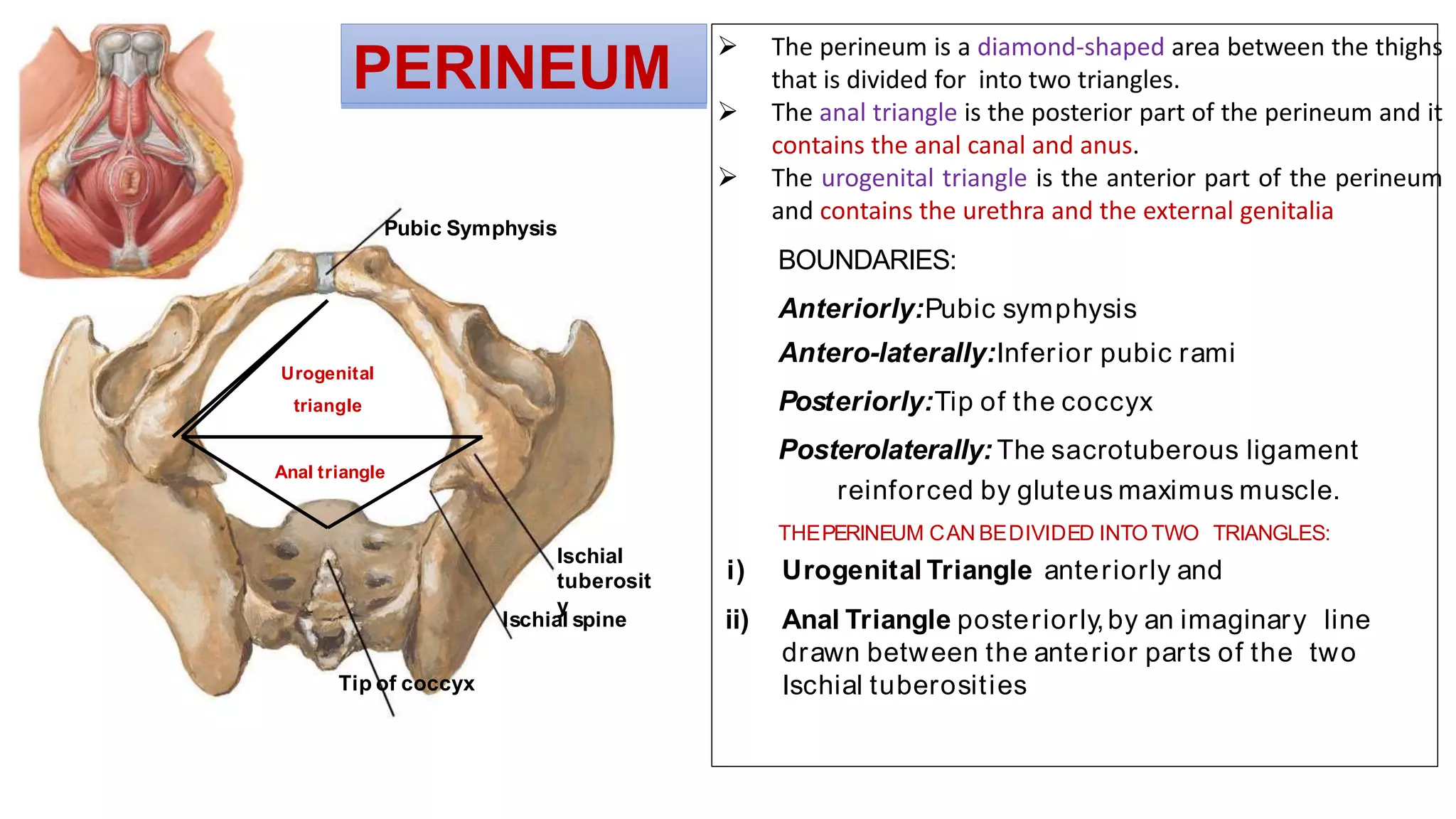 perineum-presentation-pptx