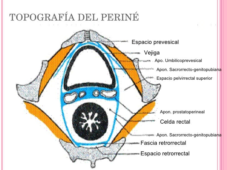 Periné Femenino